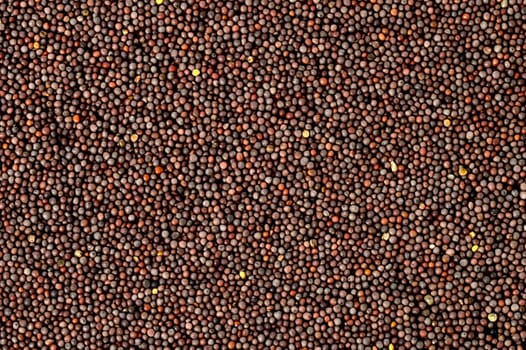Brown Mustard Seeds on a white background