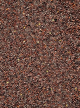 Brown Mustard Seeds on a white background