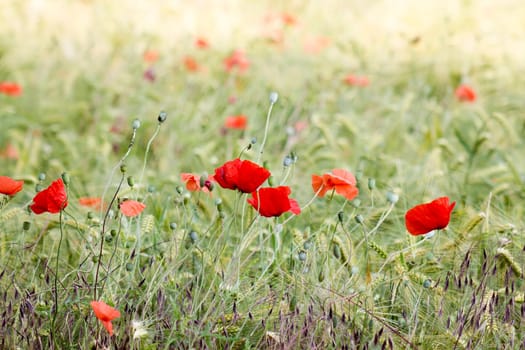 barley field with wild poppy flowers - soft focus