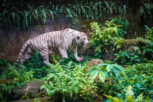 White Tiger Nestled in the jungle. Shooting Location: Singapore