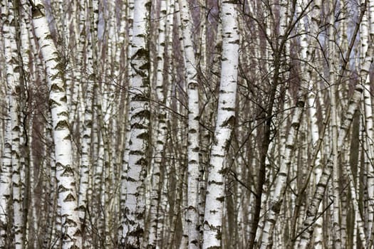 birch trees - National Park Maasduinen in the Netherlands