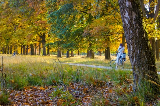 autumn in national park De hoge Veluwe in the Netherlands