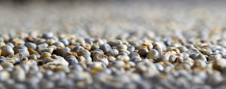 Pearl millet (Bajra) as background. Close up.