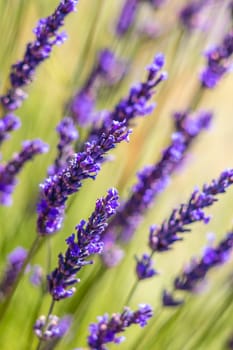 Lavender blue flowers in Provence, France