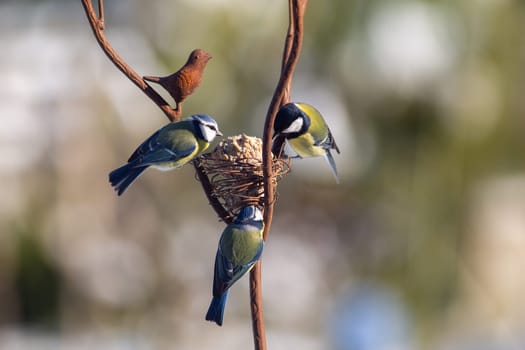 Blue and green tits, wild chickadees perched for food in the garden in winter, Europe