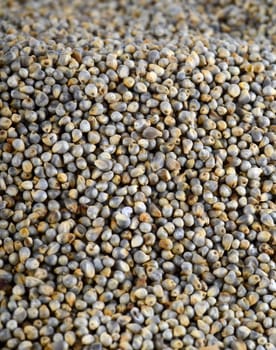 Pearl millet (Bajra) as background. Close up.