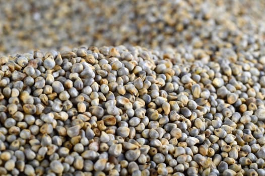 Pearl millet (Bajra) as background. Close up.