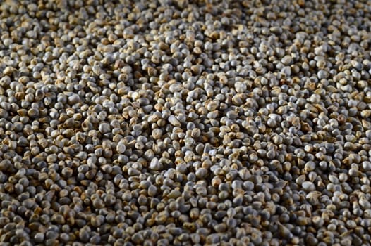 Pearl millet (Bajra) as background. Close up.