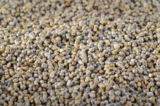 Pearl millet (Bajra) as background. Close up.