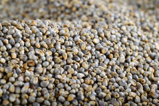 Pearl millet (Bajra) as background. Close up.