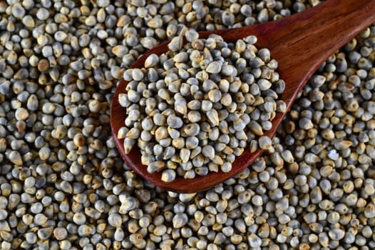 close up of Pearl Millet (Bajra) with wooden spoon.