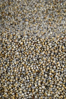 Pearl millet (Bajra) as background. Close up.