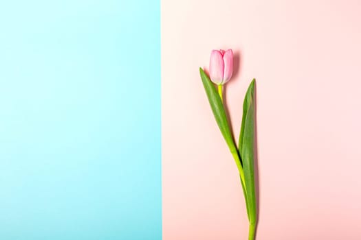 Creative minimal layer with fresh tulip flowers on pastel pink and blu. View with copy space. Nature love concept. Mother's day or Valentines idea.