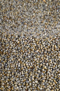 Pearl millet (Bajra) as background. Close up.