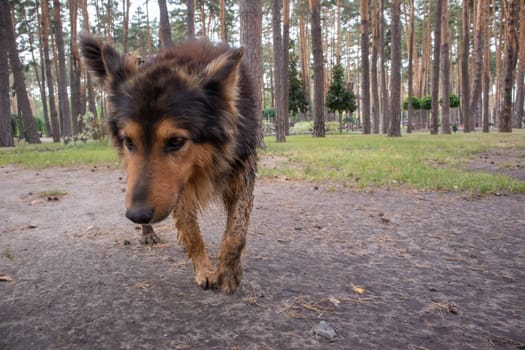 A cute homeless dog with cute eyes in a summer park. Adoption concept. Sad homeless dog posing in the park