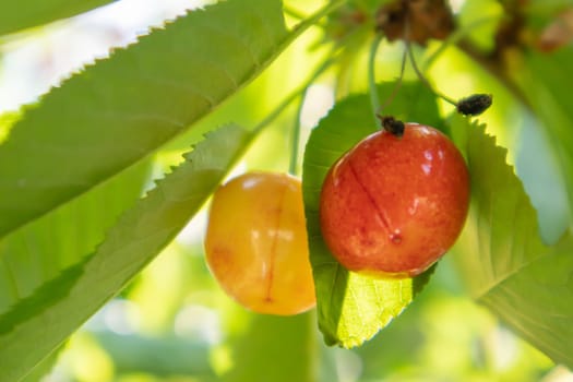 Ripe red and sweet cherry berries hanging from a tree branch before harvest in early summer. A tree with delicious and juicy dark red bird cherry fruits hanging from a tree branch