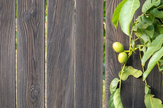 Green young walnuts on the tree on a black wooden background. A walnut tree is growing in anticipation of harvest. Walnut tree close up. Green leaves background. Copy space