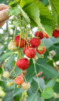 Summer ripe fresh juicy strawberries with leaves in the garden. Copy space. Strawberry field on a fruit farm. Fresh ripe organic strawberries on a berry plantation