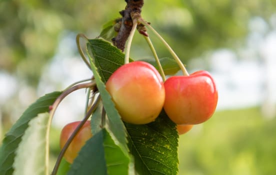 Ripe red and sweet cherry berries hanging from a tree branch before harvest in early summer. A tree with delicious and juicy dark red bird cherry fruits hanging from a tree branch