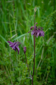 Purple columbine flowers on green meadow close-up