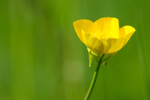 Yellow raunculus flower close-up with green meadow