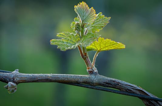 Bud of a grape vine plant in spring close-up