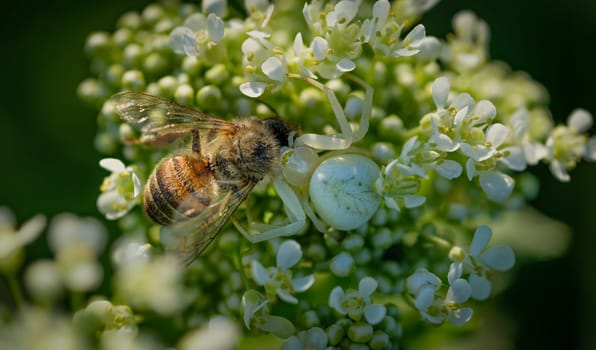Common crab spider (Xanthoria prietina) is killing a honey bee
