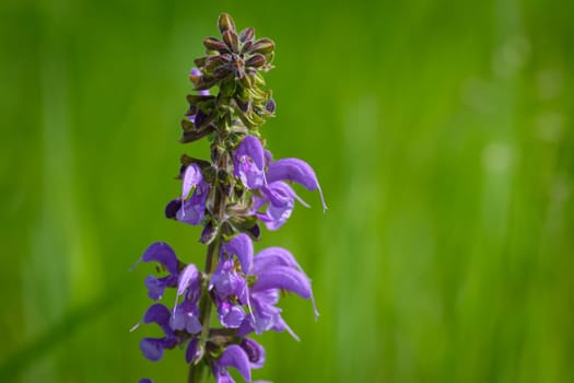 Purple meadow sage (Salvia pratensis) flower close-up