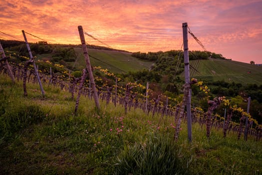 Vineyard with red violet sky in dawn scenery