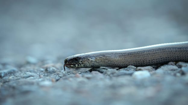 Blindworm (Anguis fragils) reptile close-up with tongue