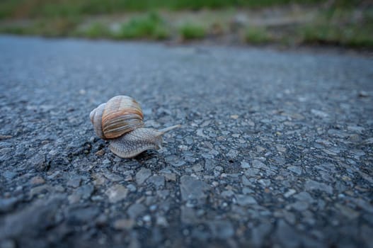 Escargot snail creeping on a road close-up