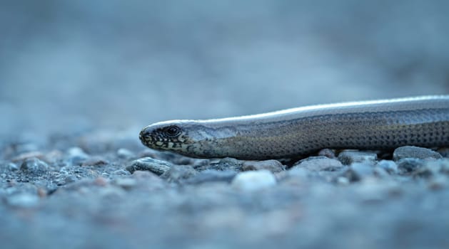 Blindworm lizard reptile animal close-up