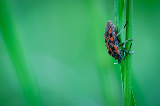 Red bug (Spilostethus saxatilis) on green plant close-up