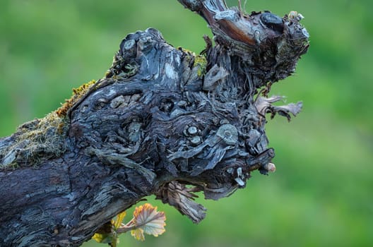 Old gnarled vine bark with new leaves close-up and green background