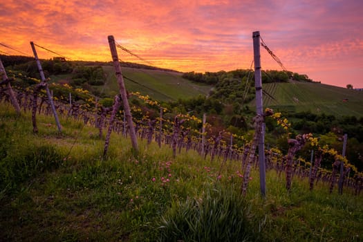 Vines in a vineyard with orange violet clouds in dawn sky scene
