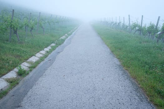 Road in a vineyard with fog scenery