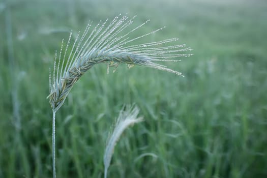 Wheat with morning dew close-up