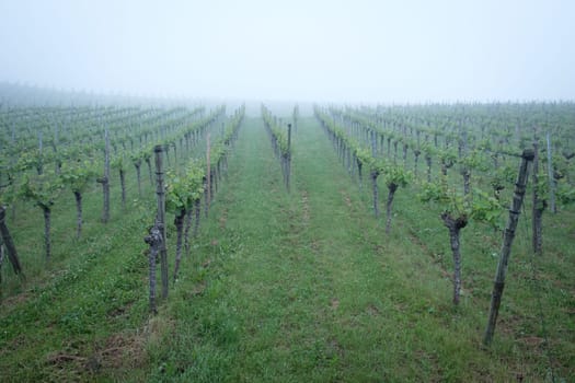 Vineyard in fog scenery