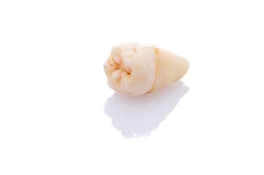Pulled wisdom tooth close-up white isolated