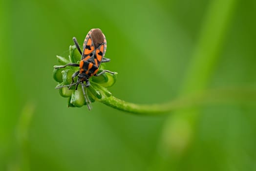 Red bug insect at a green plant close-up focus stacking