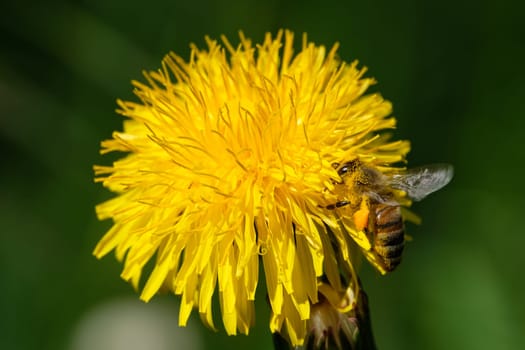 Honey bee at a yellow dandelion flower close-up