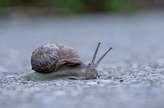 Escargot snail close-up outdoor on a road
