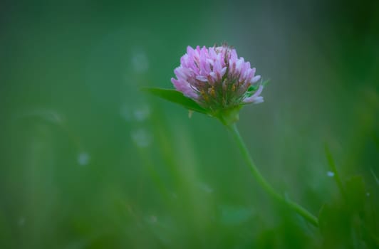 Violet glover flower with soft efect close-up