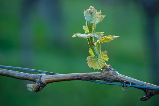 Green budding at a vine in springtime close-up vineyard