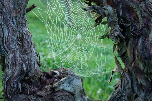 Old gnarled vines bark with spiderweb close-up
