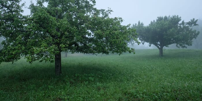 Orchard with apple trees in fog scene