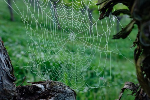 Spiderrnet with dew water drops between vines in a vineyard