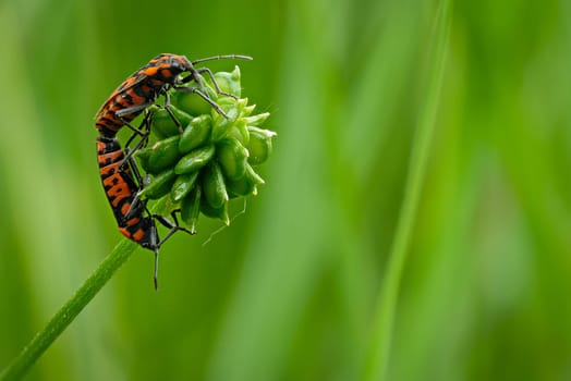 Red bug copulation on a green plant close-up