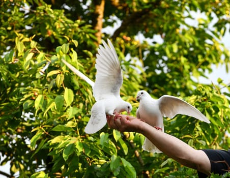 white pigeon on hand
