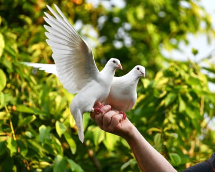 white pigeon on hand